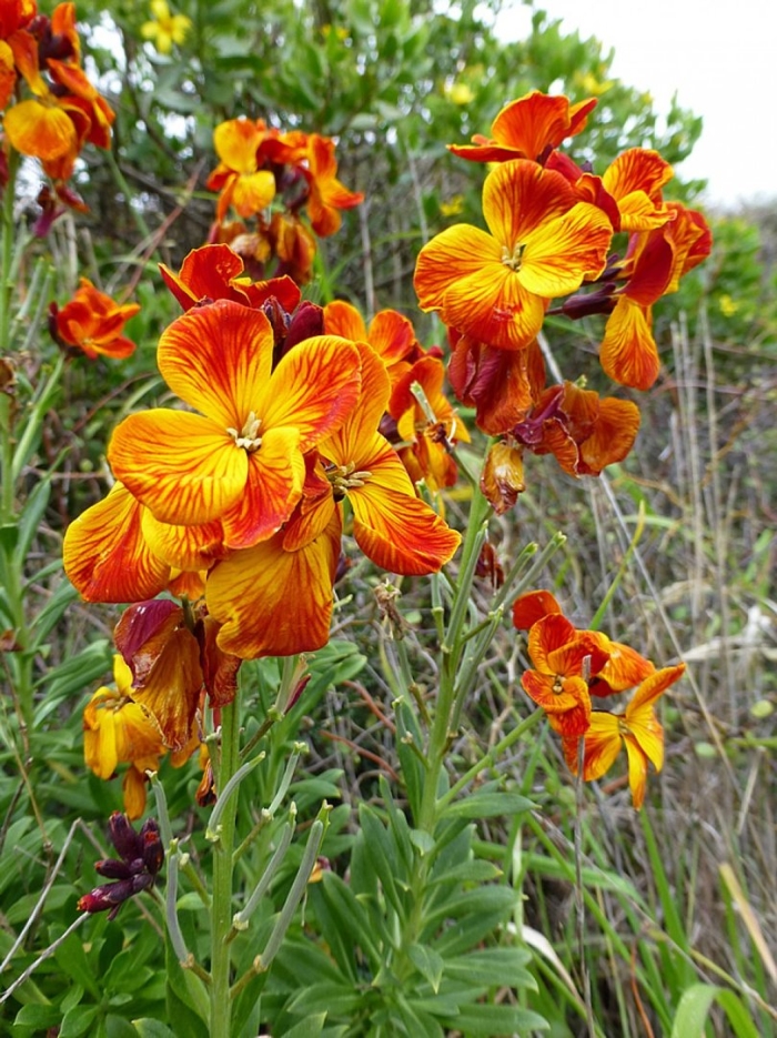 Лакфиоль хейрантус