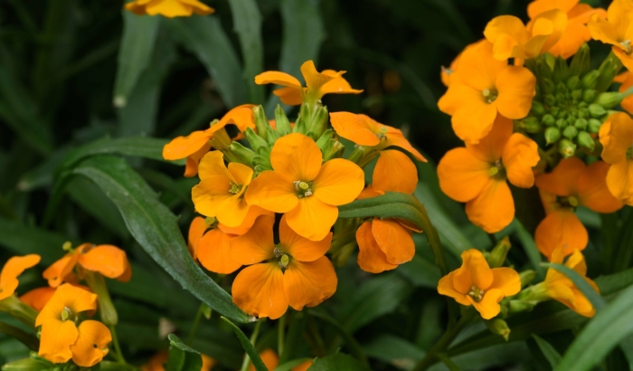 Цветок желтушник черри