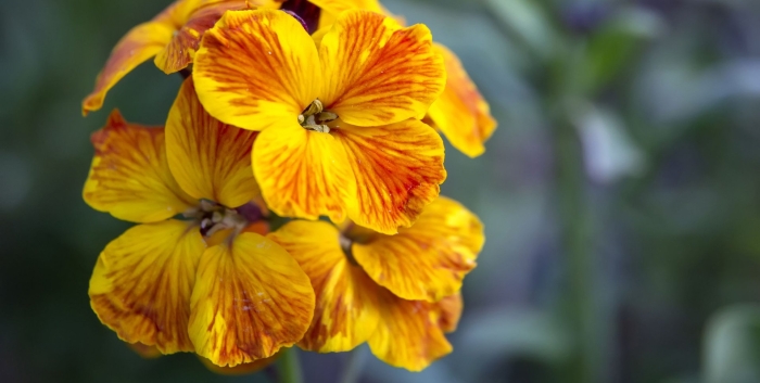 Лакфиоль цветок