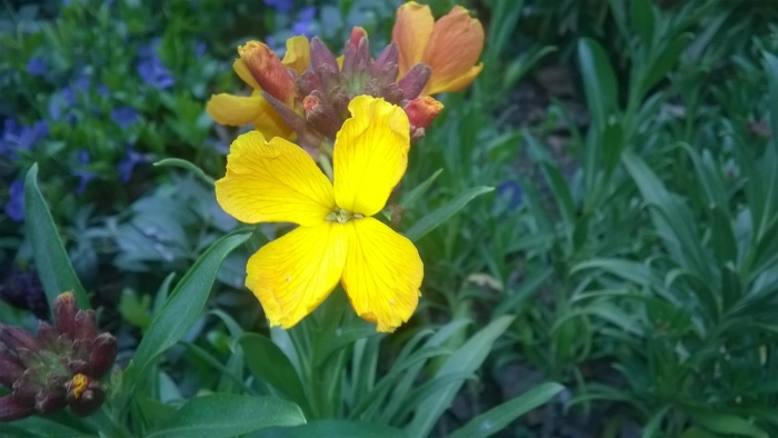 Лакфиоль хейрантус цветок