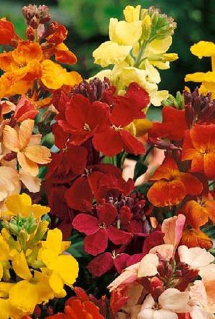 Лакфиоль смесь