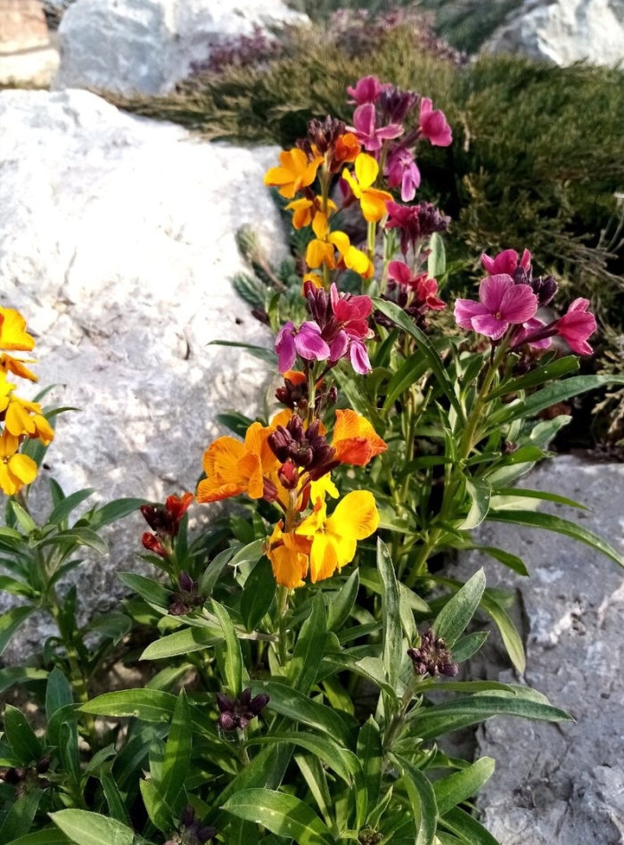 Лакфиоль хейрантус