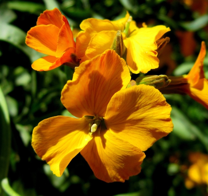 Лакфиоль хейрантус