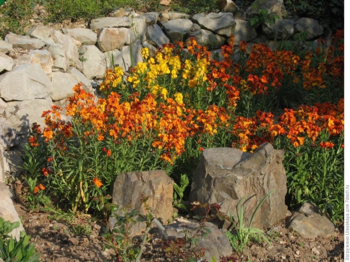 Лакфиоль хейрантус