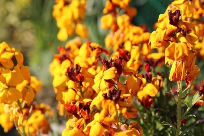 Лакфиоль хейрантус