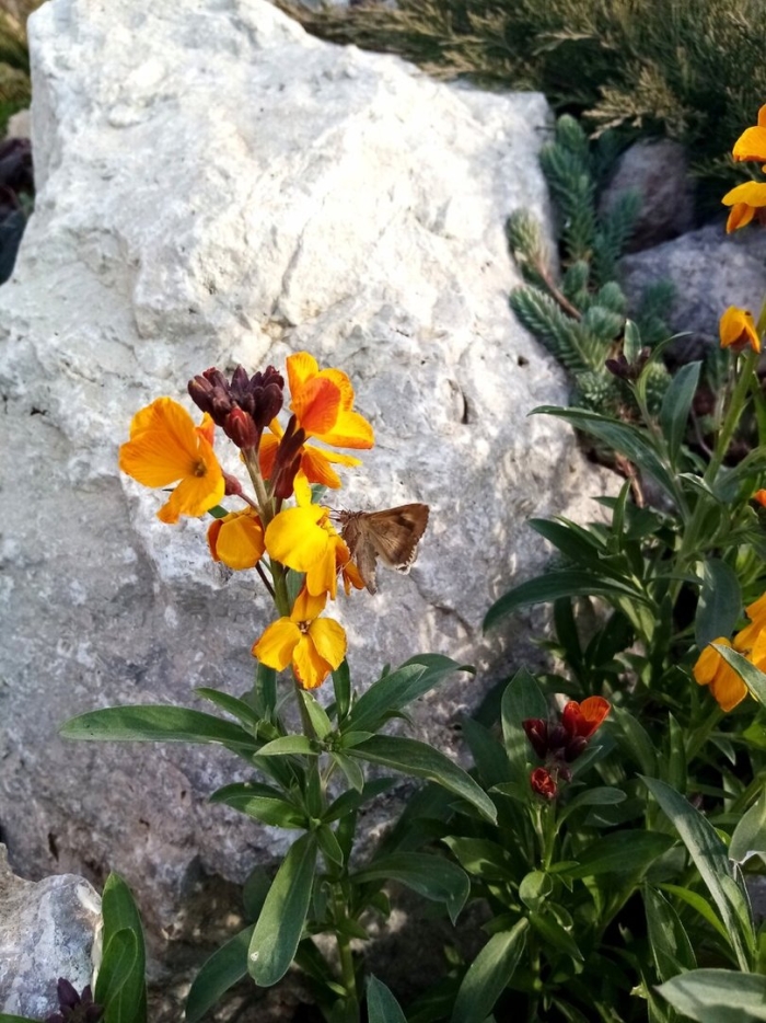 Лакфиоль хейрантус