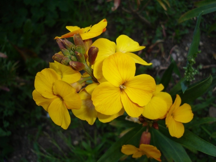 Лакфиоль хейрантус