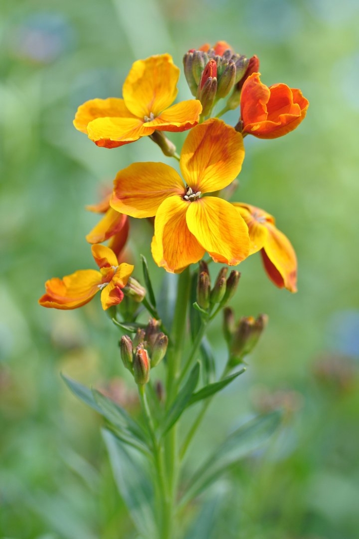 Лакфиоль хейрантус