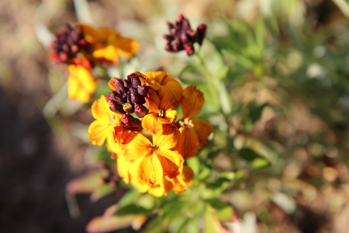 Лакфиоль хейрантус