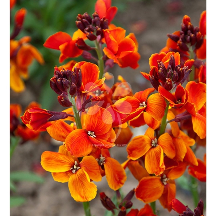 Хейрантус вулкан