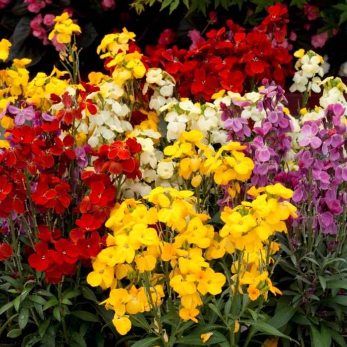 Лакфиоль хейрантус