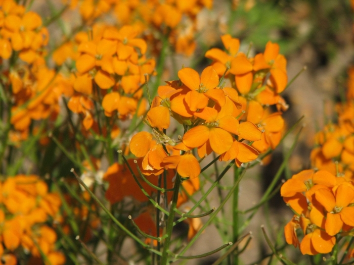 Хейрантус аллиони сибериан