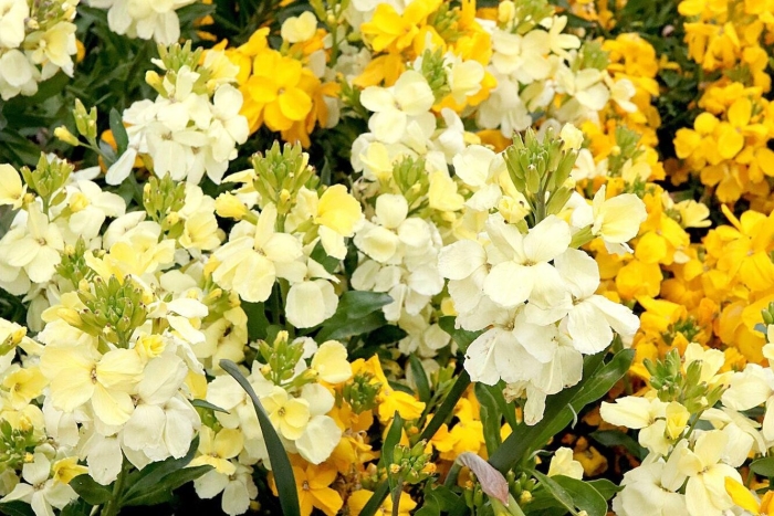 Хейрантус чери