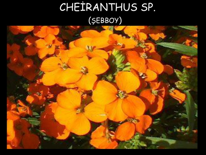 Лакфиоль хейрантус