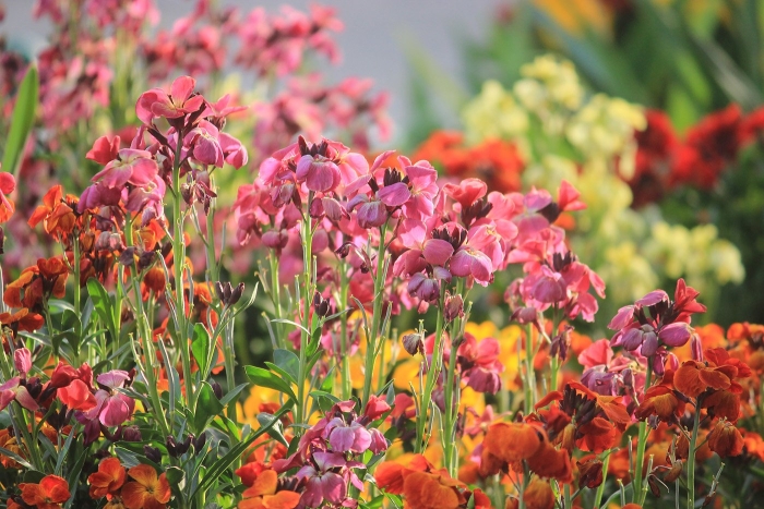 Лакфиоль хейрантус