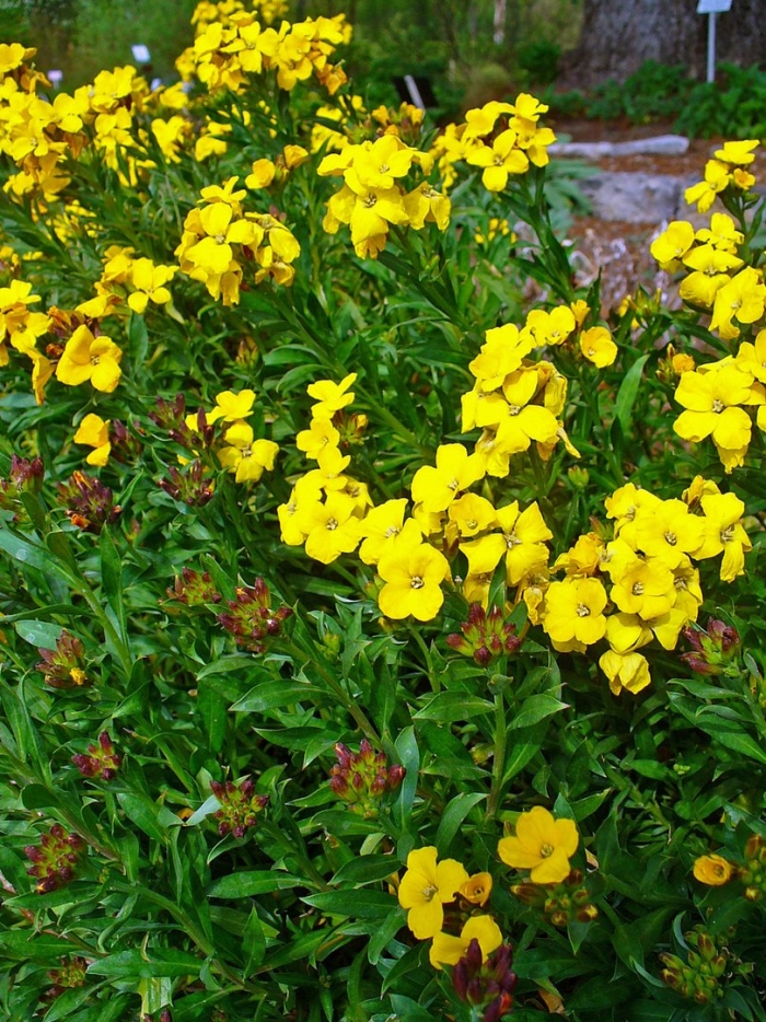 Erysimum pulchellum