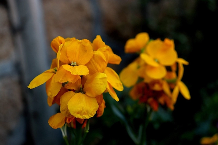 Лакфиоль хейрантус