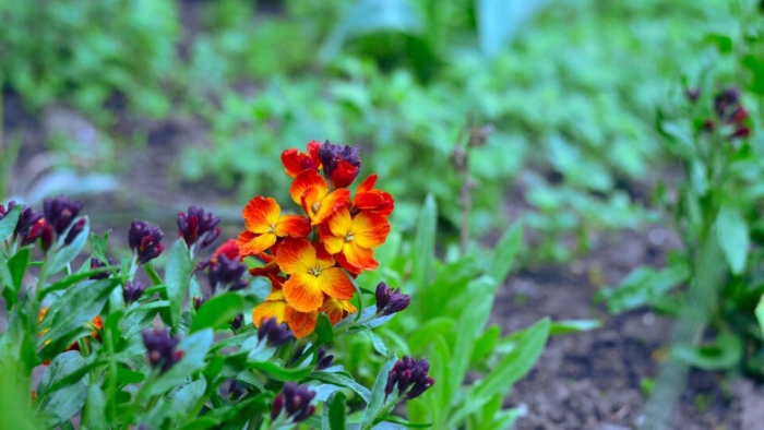 Лакфиоль хейрантус