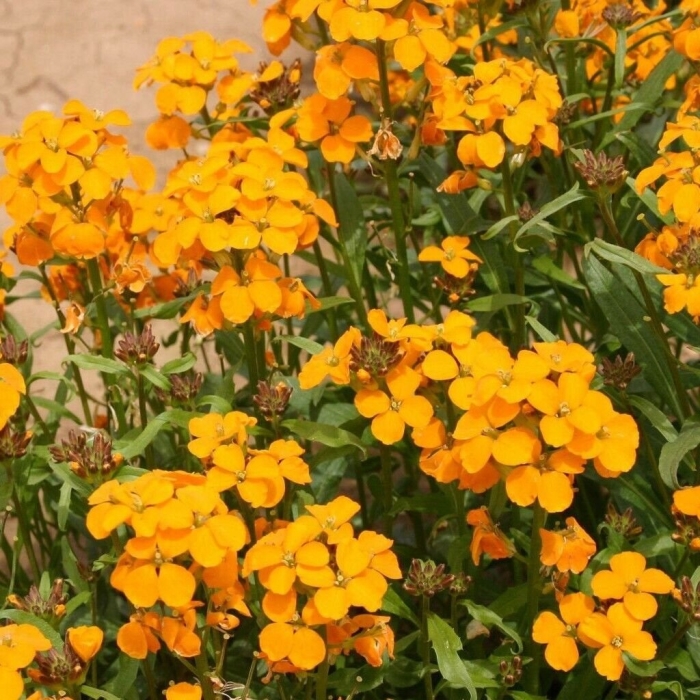 Лакфиоль хейрантус