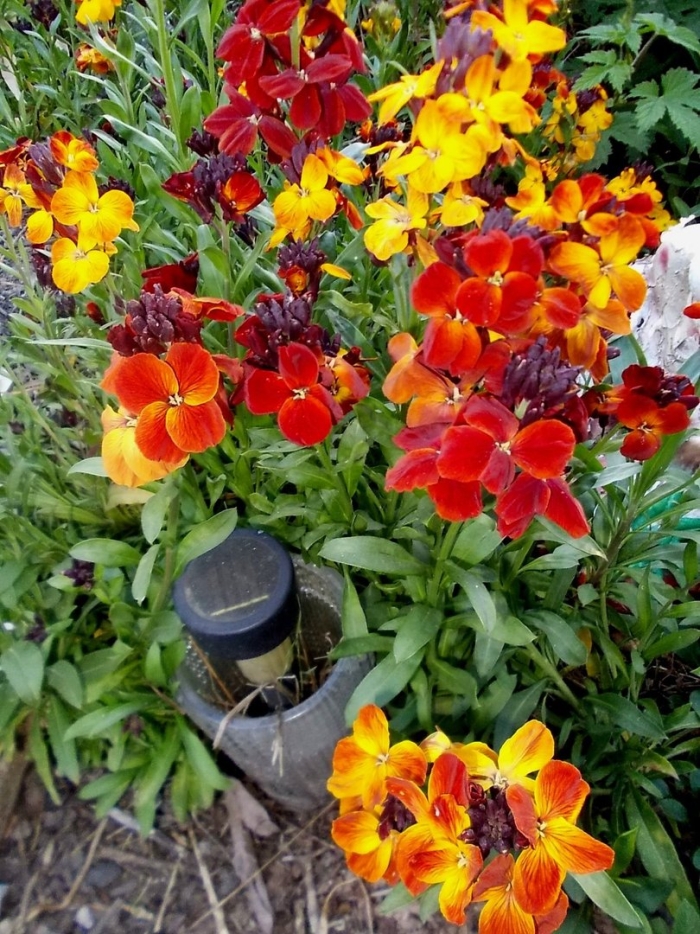 Лакфиоль хейрантус