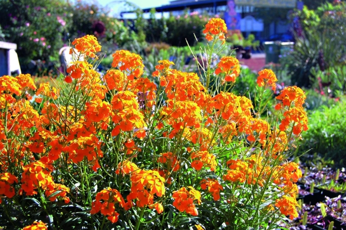 Оранжевые садовые цветы