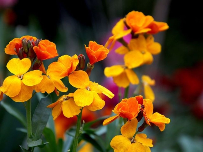 Лакфиоль хейрантус