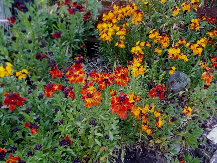 Гелениум loysder wieck 1 шт.