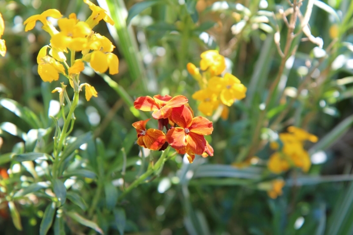 Лакфиоль снежная королева