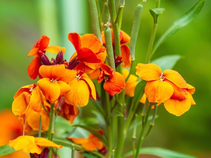 Лакфиоль хейрантус