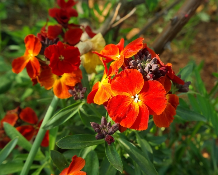 Лакфиоль хейрантус