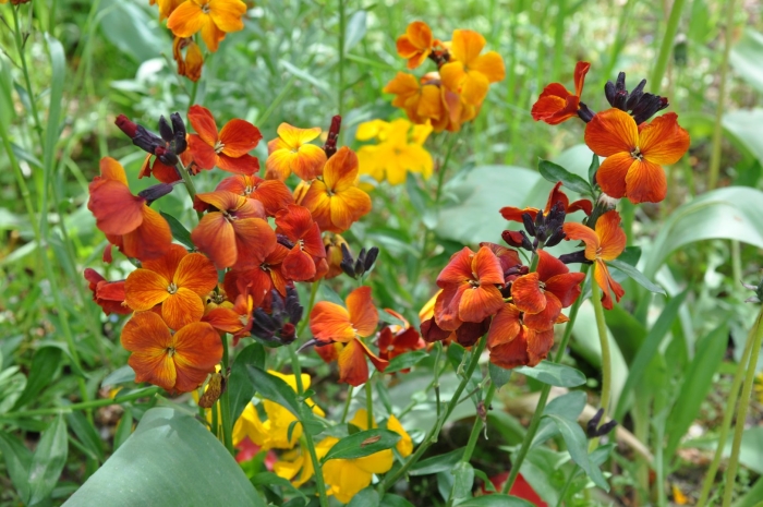 Лакфиоль хейрантус