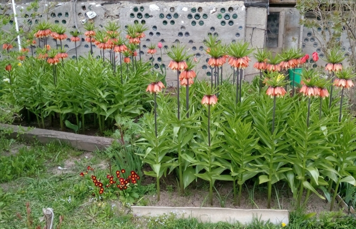 Рябчик императорский на клумбе