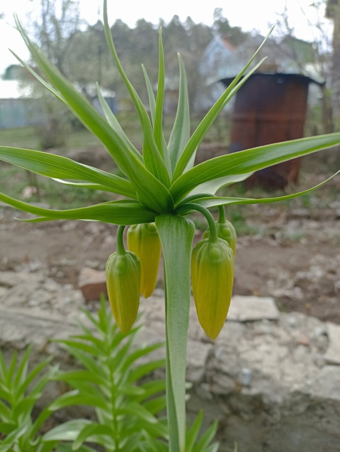 Рябчик императорский лютея