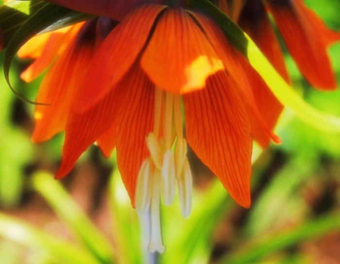 Рябчик императорский растение