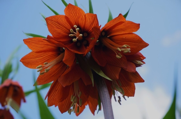 Рябчики императорские