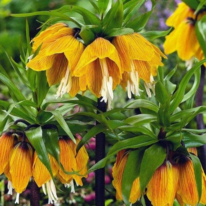 Рябчик императорский страйпт бьюти