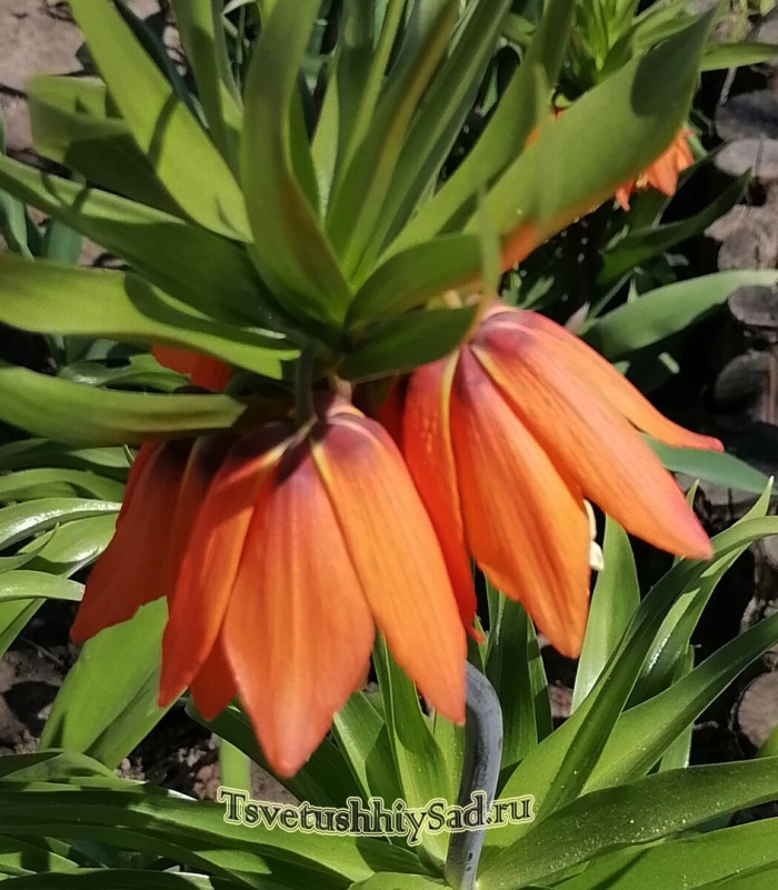 Рябчик императорский рубра