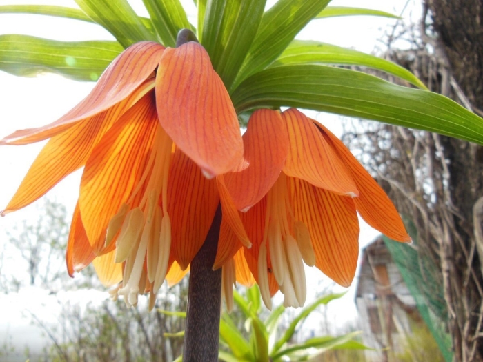 Лилия королевский рябчик