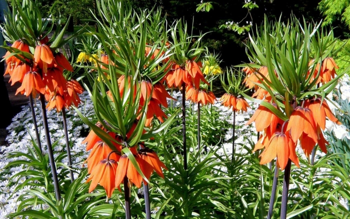 Цветок королевский рябчик