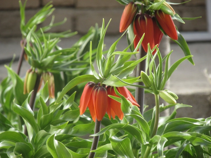 Fritillaria imperialis