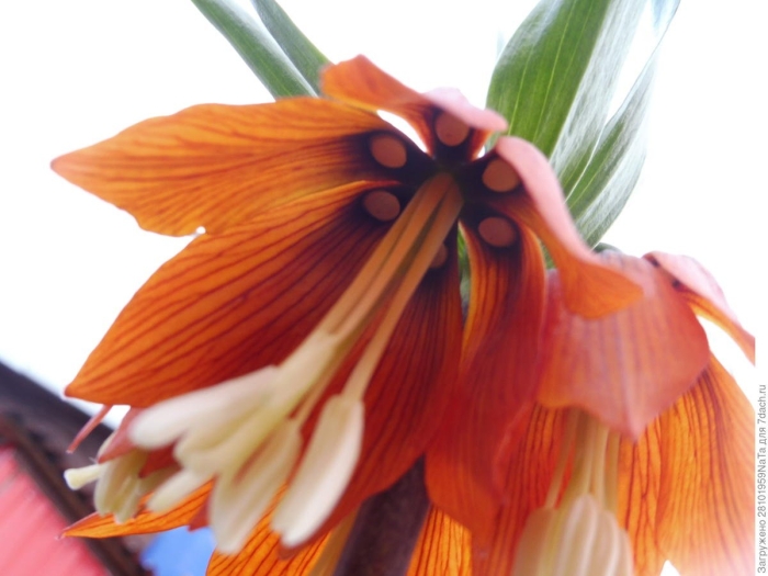 Рябчик императорский аврора