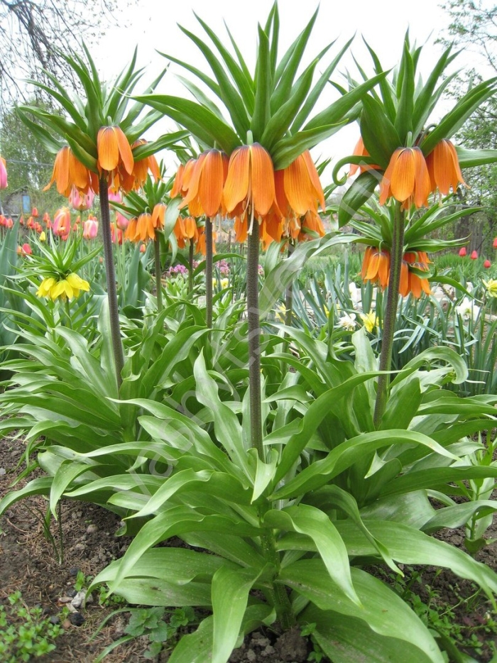 Рябчик императорский гарланд стар