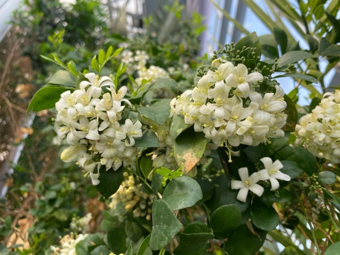 Мурайя жасмин