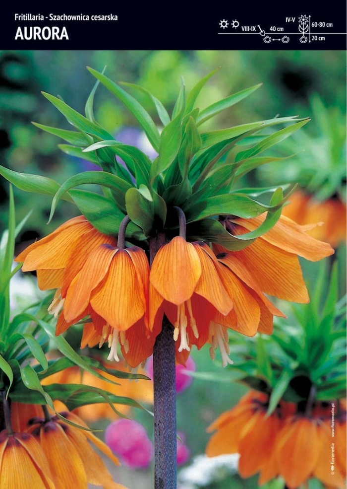 Рябчик императорский аврора