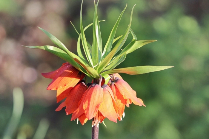 Рябчик императорский цветок