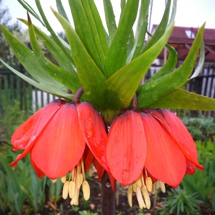 Рябчик императорский аврора