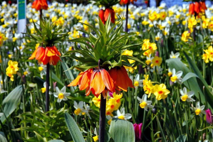 Цветок рябчик императорский