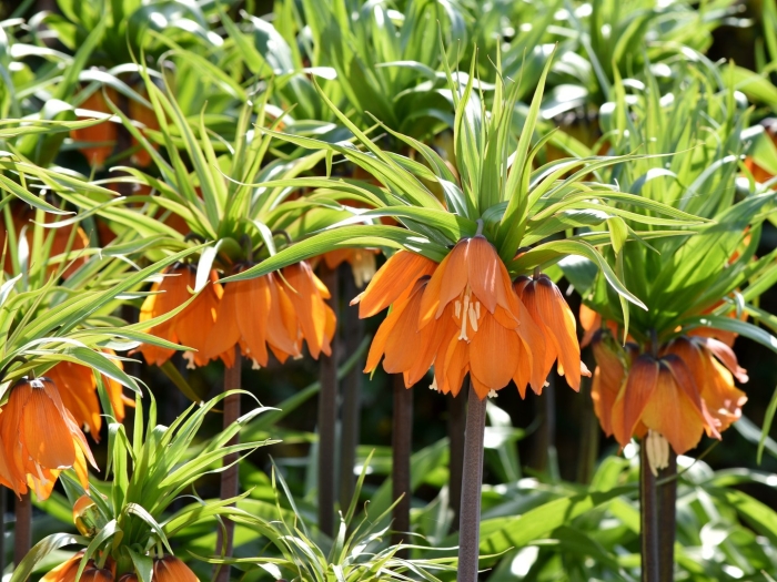 Рябчик императорский рубра