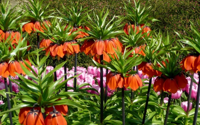 Цветок императорский рябчик