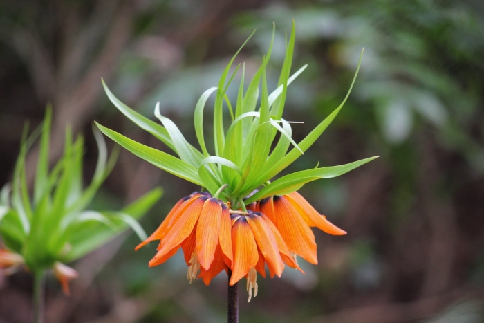 Fritillaria imperialis aurora